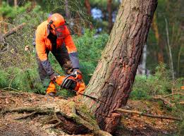 Best Tree and Shrub Care  in Kerhonkson, NY