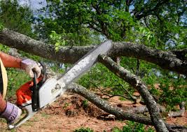 Best Root Management and Removal  in Kerhonkson, NY