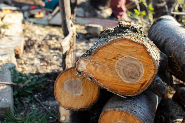 Best Firewood Processing and Delivery  in Kerhonkson, NY