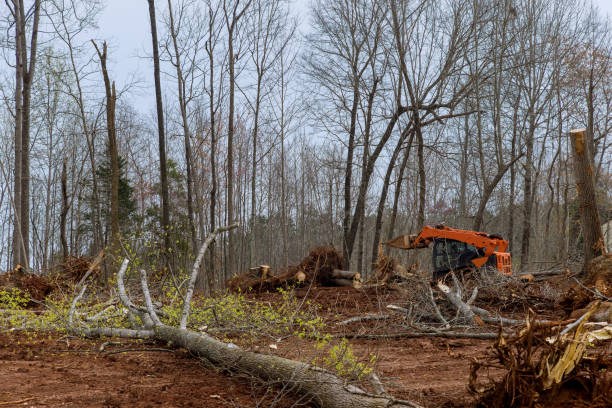 Best Tree Cabling and Bracing  in Kerhonkson, NY