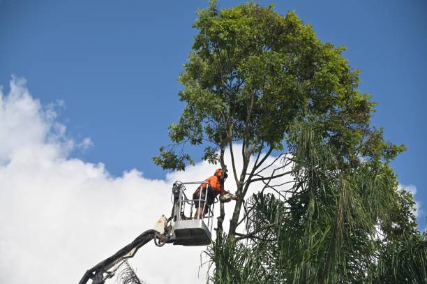 How Our Tree Care Process Works  in  Kerhonkson, NY