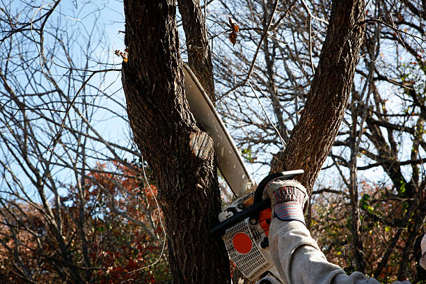 Best Leaf Removal  in Kerhonkson, NY