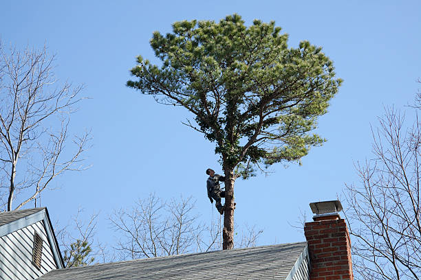 Best Tree Risk Assessment  in Kerhonkson, NY