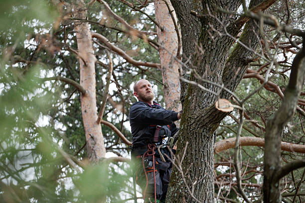 Best Hedge Trimming  in Kerhonkson, NY